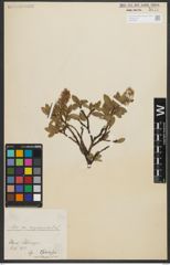 Foto von Salix myrsinites L.